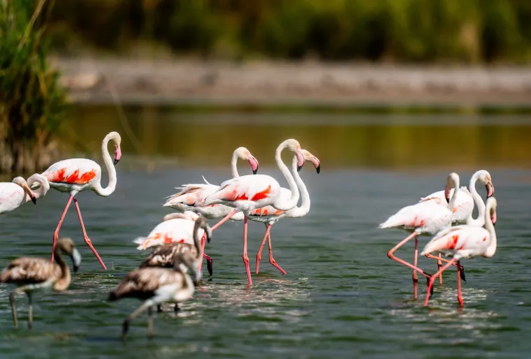 Odlazi ljeto i flamingosi, ali ne samo oni na luftićima! Raznježit će vas ova seoba naroda u toplije krajeve