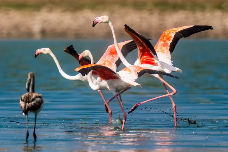 Odlazi ljeto i flamingosi, ali ne samo oni na luftićima! Raznježit će vas ova seoba naroda u toplije krajeve