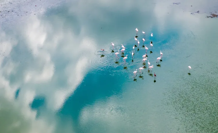 Odlazi ljeto i flamingosi, ali ne samo oni na luftićima! Raznježit će vas ova seoba naroda u toplije krajeve