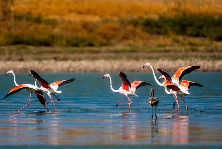 Odlazi ljeto i flamingosi, ali ne samo oni na luftićima! Raznježit će vas ova seoba naroda u toplije krajeve