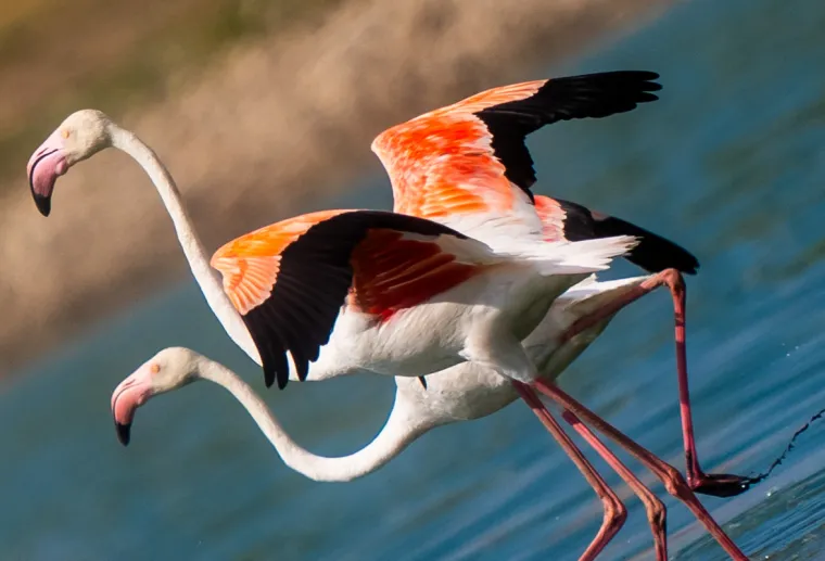 Odlazi ljeto i flamingosi, ali ne samo oni na luftićima! Raznježit će vas ova seoba naroda u toplije krajeve