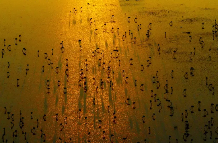 Odlazi ljeto i flamingosi, ali ne samo oni na luftićima! Raznježit će vas ova seoba naroda u toplije krajeve