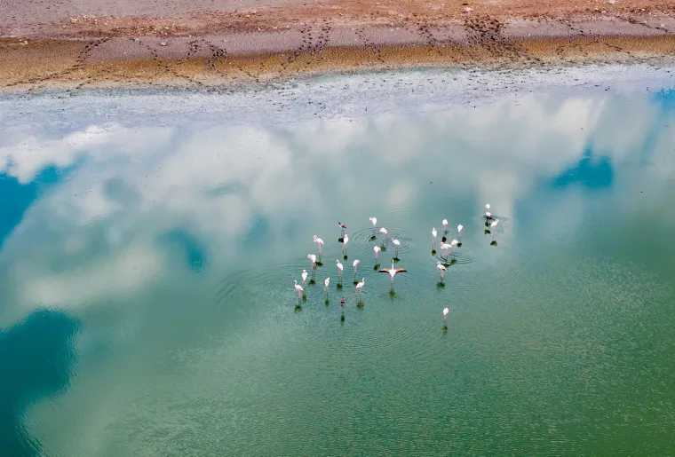 Odlazi ljeto i flamingosi, ali ne samo oni na luftićima! Raznježit će vas ova seoba naroda u toplije krajeve