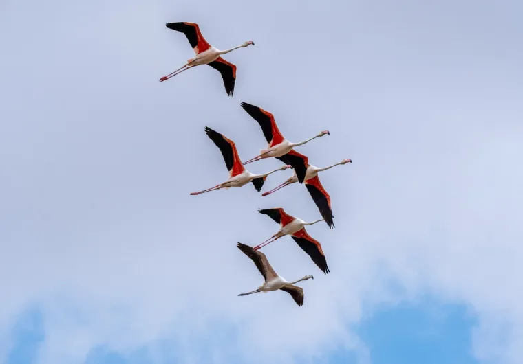 Odlazi ljeto i flamingosi, ali ne samo oni na luftićima! Raznježit će vas ova seoba naroda u toplije krajeve