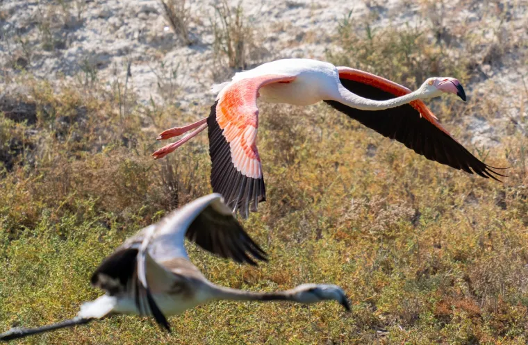 Odlazi ljeto i flamingosi, ali ne samo oni na luftićima! Raznježit će vas ova seoba naroda u toplije krajeve