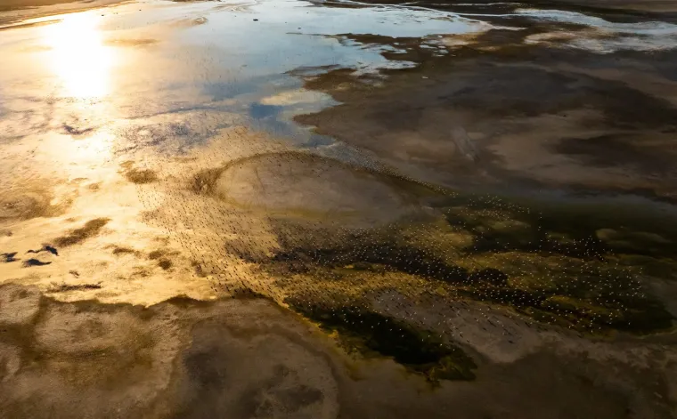 Odlazi ljeto i flamingosi, ali ne samo oni na luftićima! Raznježit će vas ova seoba naroda u toplije krajeve