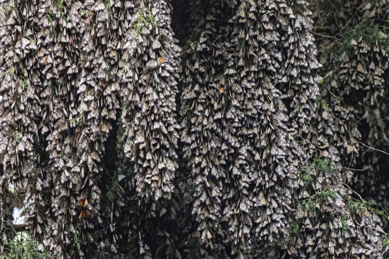 Veličanstvena priroda: Ovako izgledaju zapanjujuće fotografije migracija životinja