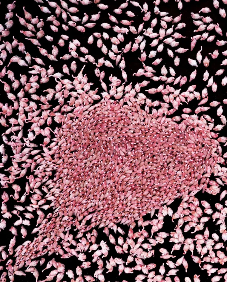 Veličanstvena priroda: Ovako izgledaju zapanjujuće fotografije migracija životinja