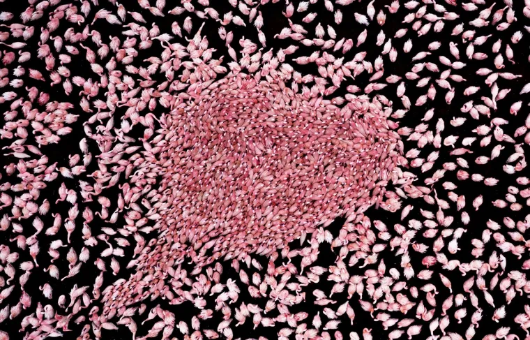 Veličanstvena priroda: Ovako izgledaju zapanjujuće fotografije migracija životinja