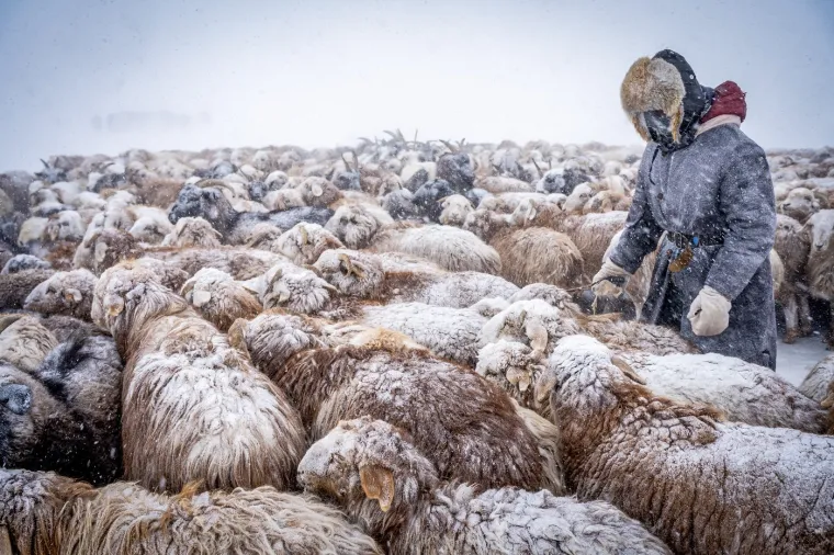 Veličanstvena priroda: Ovako izgledaju zapanjujuće fotografije migracija životinja