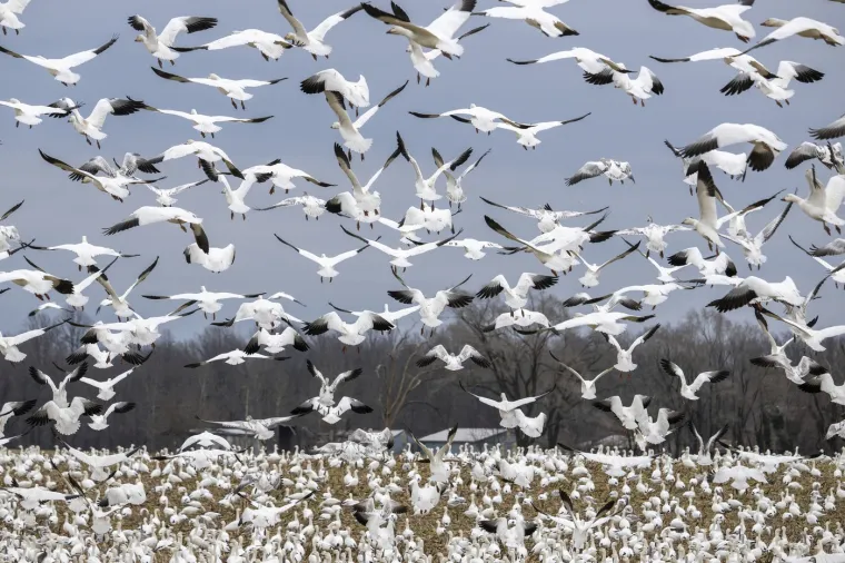 Veličanstvena priroda: Ovako izgledaju zapanjujuće fotografije migracija životinja