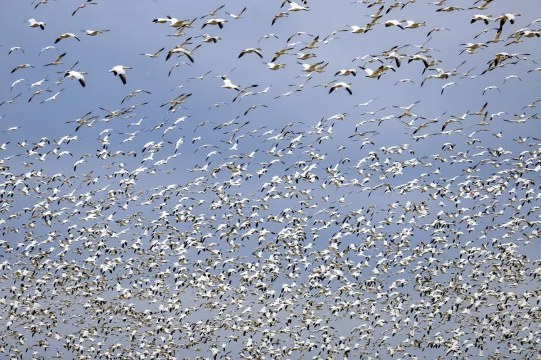 Veličanstvena priroda: Ovako izgledaju zapanjujuće fotografije migracija životinja
