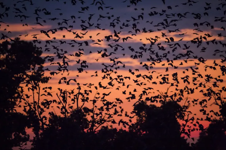 Veličanstvena priroda: Ovako izgledaju zapanjujuće fotografije migracija životinja