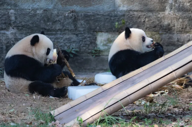 Znate li kako nazivamo grupu pandi? Odgovor će vas iznenaditi i nasmijati