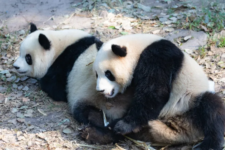 Znate li kako nazivamo grupu pandi? Odgovor će vas iznenaditi i nasmijati