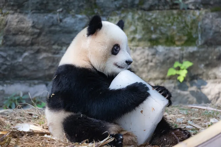 Znate li kako nazivamo grupu pandi? Odgovor će vas iznenaditi i nasmijati