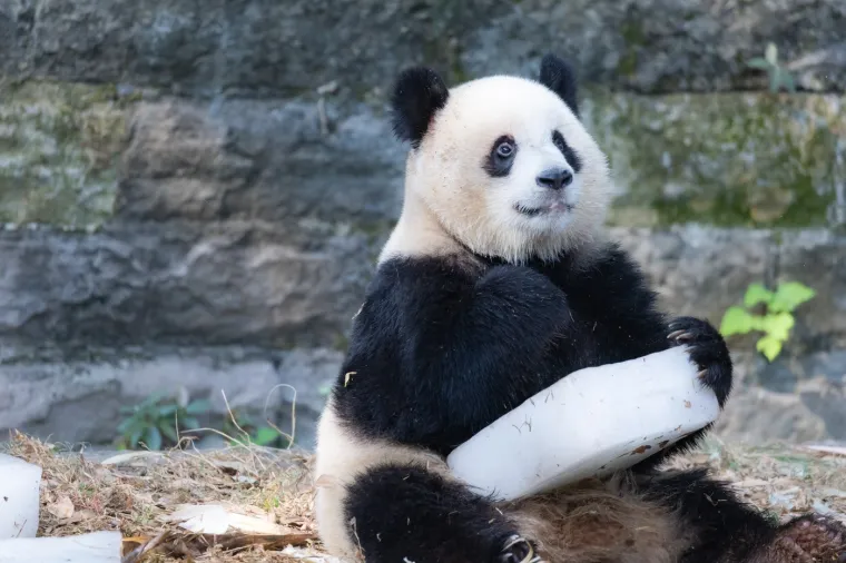 Znate li kako nazivamo grupu pandi? Odgovor će vas iznenaditi i nasmijati