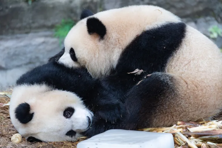 Znate li kako nazivamo grupu pandi? Odgovor će vas iznenaditi i nasmijati