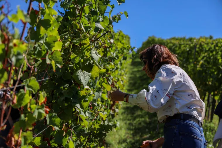 Milanović s flasterom, SDP-ov gradonačelnik: 'Neki piju od radosti, neki od tuge, a mi od jutra!'