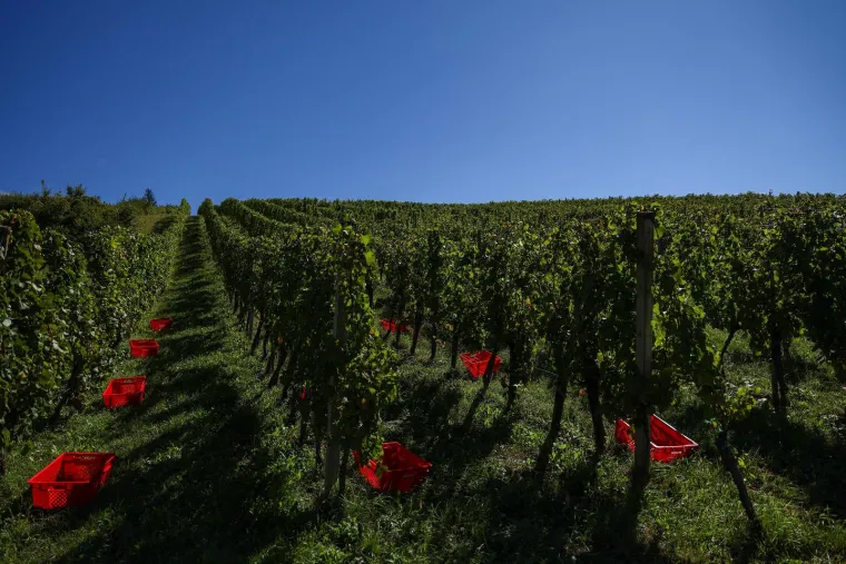 Milanović s flasterom, SDP-ov gradonačelnik: 'Neki piju od radosti, neki od tuge, a mi od jutra!'