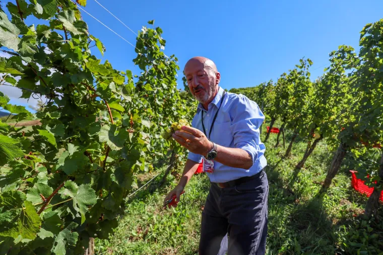 Milanović s flasterom, SDP-ov gradonačelnik: 'Neki piju od radosti, neki od tuge, a mi od jutra!'