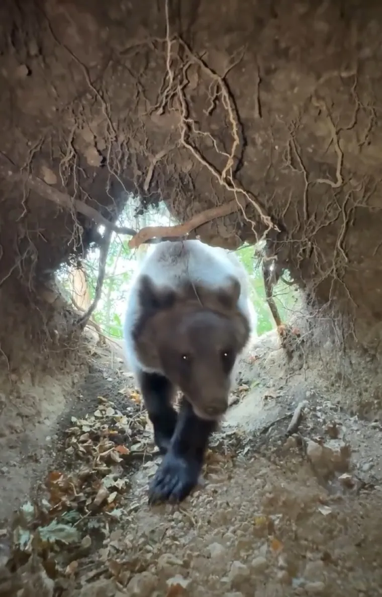 Srbin se zatekao oči u oči s medvjedicom u njezinu brlogu