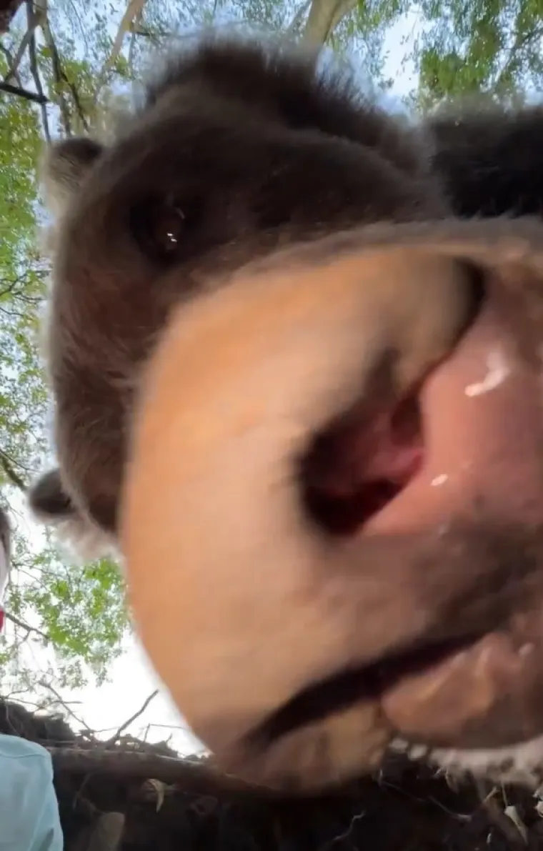 Srbin se zatekao oči u oči s medvjedicom u njezinu brlogu