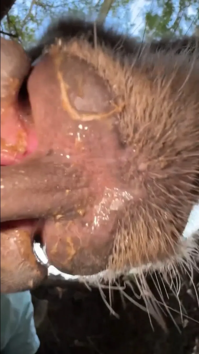 Srbin se zatekao oči u oči s medvjedicom u njezinu brlogu