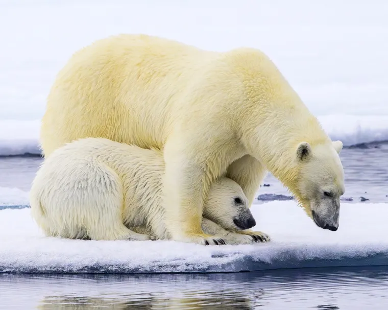 Brižna polarna medvjedica dopustila fotografu da satima bilježi koliko voli svoje zaigrano dijete