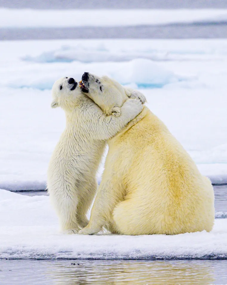 Brižna polarna medvjedica dopustila fotografu da satima bilježi koliko voli svoje zaigrano dijete