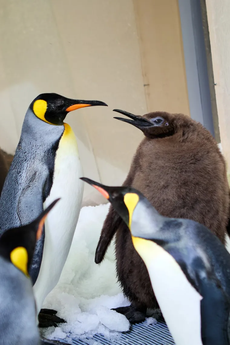 To nije pingvin, to je ždero! Star je samo 9 mjeseci, a već je prerastao roditelje koliko jede