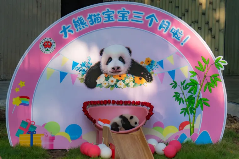 Postoji li išta medenije? Beba panda proslavila treći mjesec uz prvo poziranje