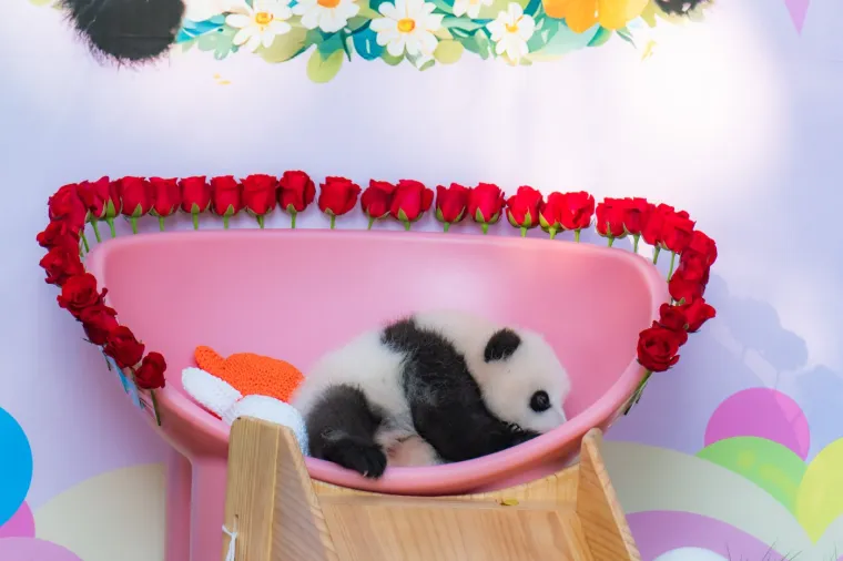 Postoji li išta medenije? Beba panda proslavila treći mjesec uz prvo poziranje