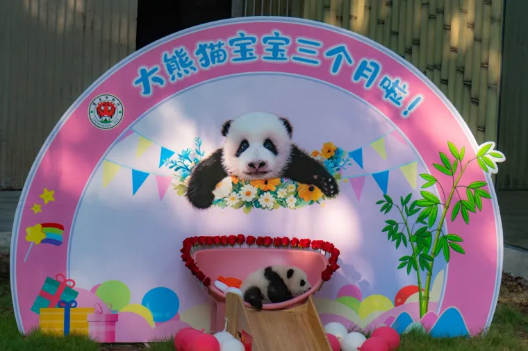Postoji li išta medenije? Beba panda proslavila treći mjesec uz prvo poziranje