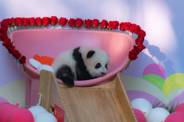 Postoji li išta medenije? Beba panda proslavila treći mjesec uz prvo poziranje