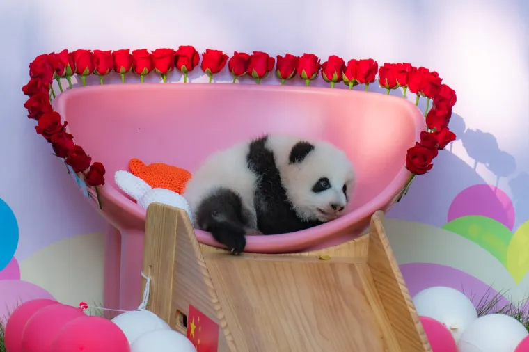 Postoji li išta medenije? Beba panda proslavila treći mjesec uz prvo poziranje
