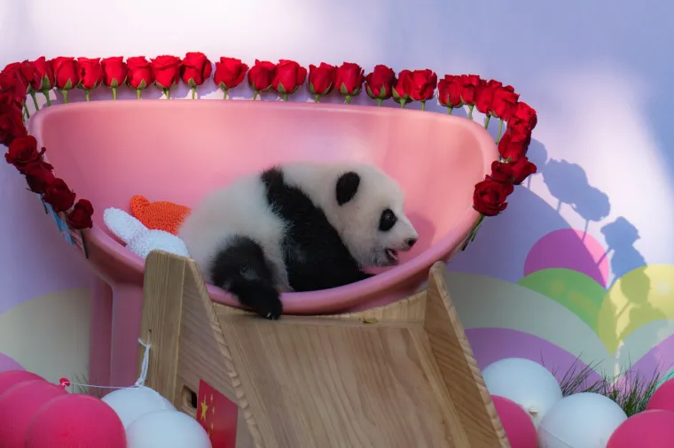 Postoji li išta medenije? Beba panda proslavila treći mjesec uz prvo poziranje