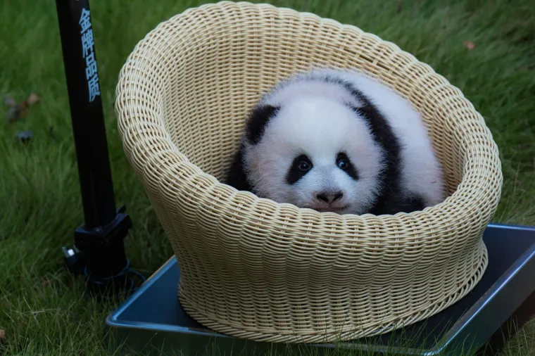 Postoji li išta medenije? Beba panda proslavila treći mjesec uz prvo poziranje