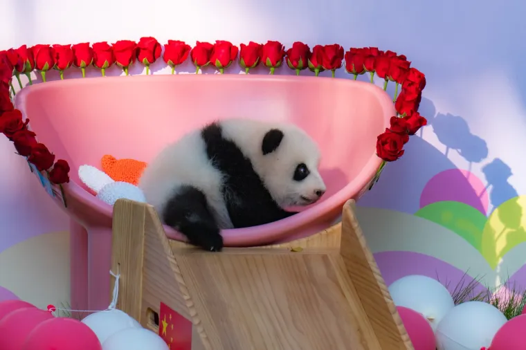 Postoji li išta medenije? Beba panda proslavila treći mjesec uz prvo poziranje