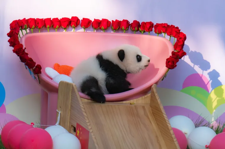 Postoji li išta medenije? Beba panda proslavila treći mjesec uz prvo poziranje