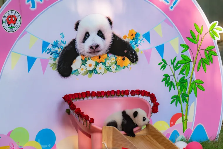 Postoji li išta medenije? Beba panda proslavila treći mjesec uz prvo poziranje
