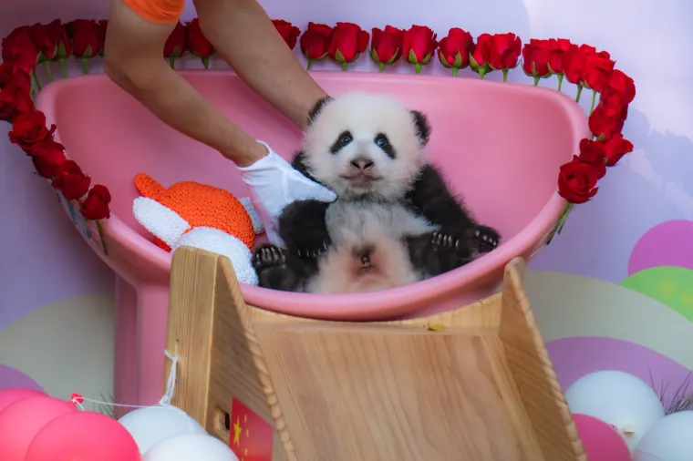 Postoji li i&scaron;ta medenije? Beba panda proslavila treći mjesec uz prvo poziranje
