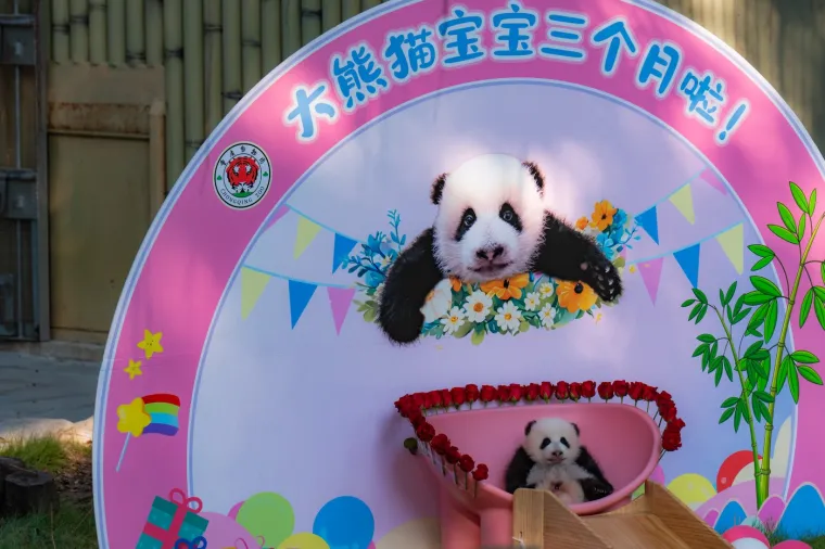 Postoji li i&scaron;ta medenije? Beba panda proslavila treći mjesec uz prvo poziranje