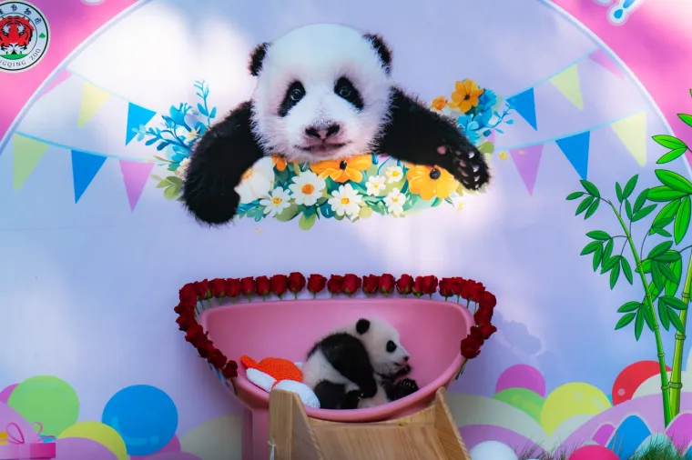 Postoji li i&scaron;ta medenije? Beba panda proslavila treći mjesec uz prvo poziranje