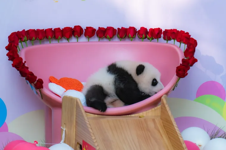 Postoji li i&scaron;ta medenije? Beba panda proslavila treći mjesec uz prvo poziranje