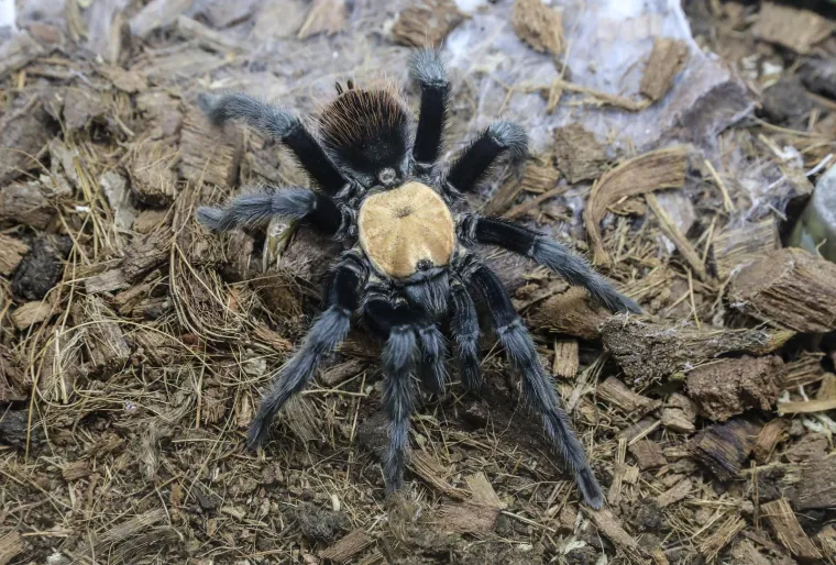 Na ovoj izložbi ljubitelji egzotičnih životinja i znatiželjnici imali su priliku vidjeti čak 70 različitih vrsta tarantula iz tri kontinenta – Južne Amerike, Azije i Afrike.