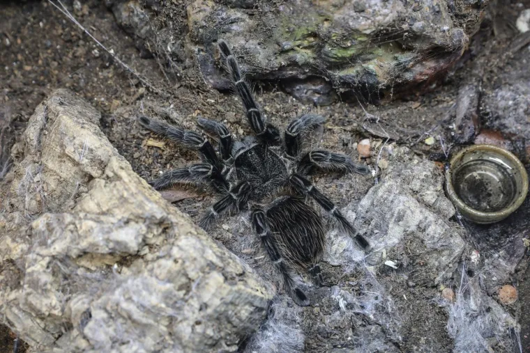 Imate li hrabrosti kao ona? Ovo je izložba 70 tarantula i insekata, možete ju posjetiti u Zagrebu