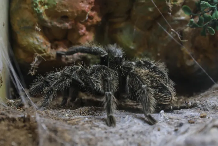 Imate li hrabrosti kao ona? Ovo je izložba 70 tarantula i insekata, možete ju posjetiti u Zagrebu