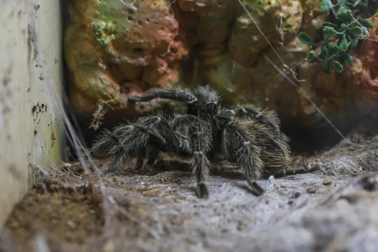 Imate li hrabrosti kao ona? Ovo je izložba 70 tarantula i insekata, možete ju posjetiti u Zagrebu