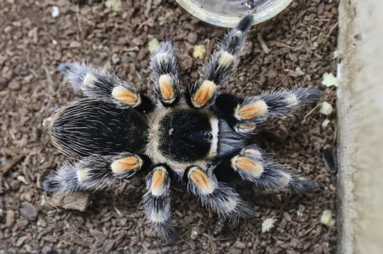 Imate li hrabrosti kao ona? Ovo je izložba 70 tarantula i insekata, možete ju posjetiti u Zagrebu